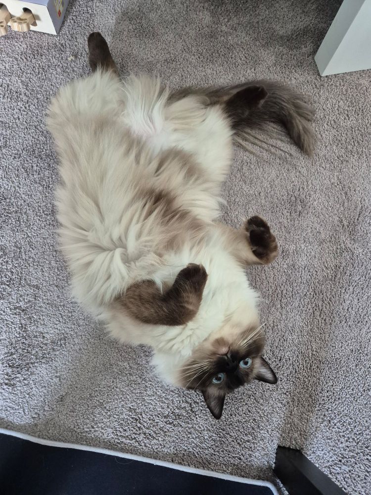 White cat with dark face and paws lying belly up on a beige carpet, paws curled up playfully 
