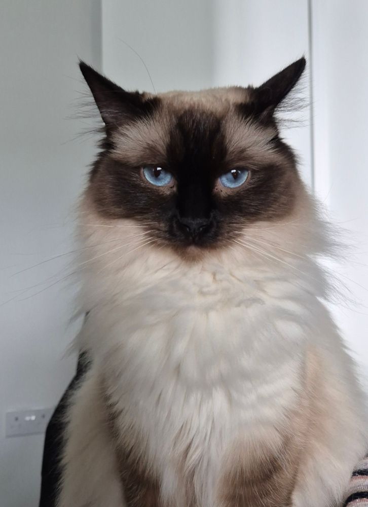 A white cat with darker face sitting, facing the camera with a relaxed look on her stupid little face
