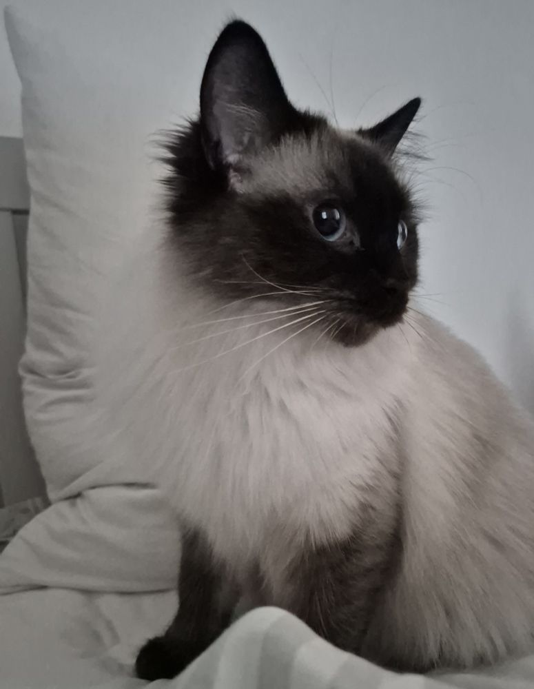 White cat with dark face and paws sitting on a bed, facing camera but looking off to the other side with a pensive look on her stupid little face