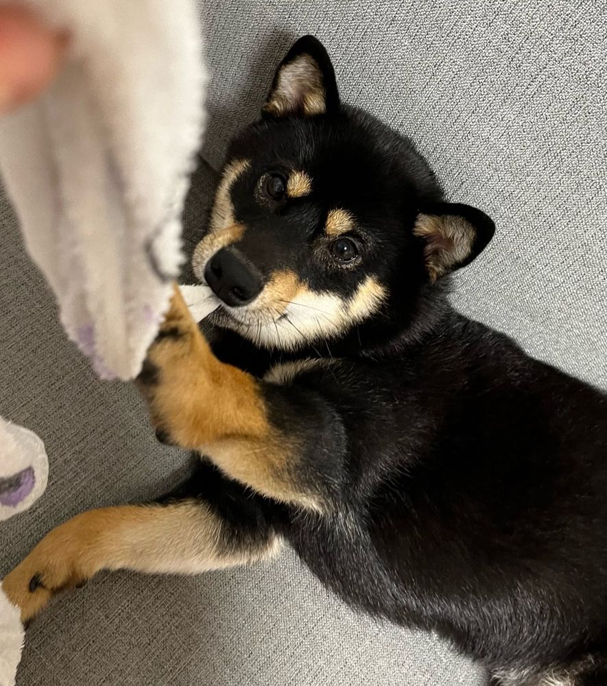 柴犬 黒柴 Shiba inu dog 犬