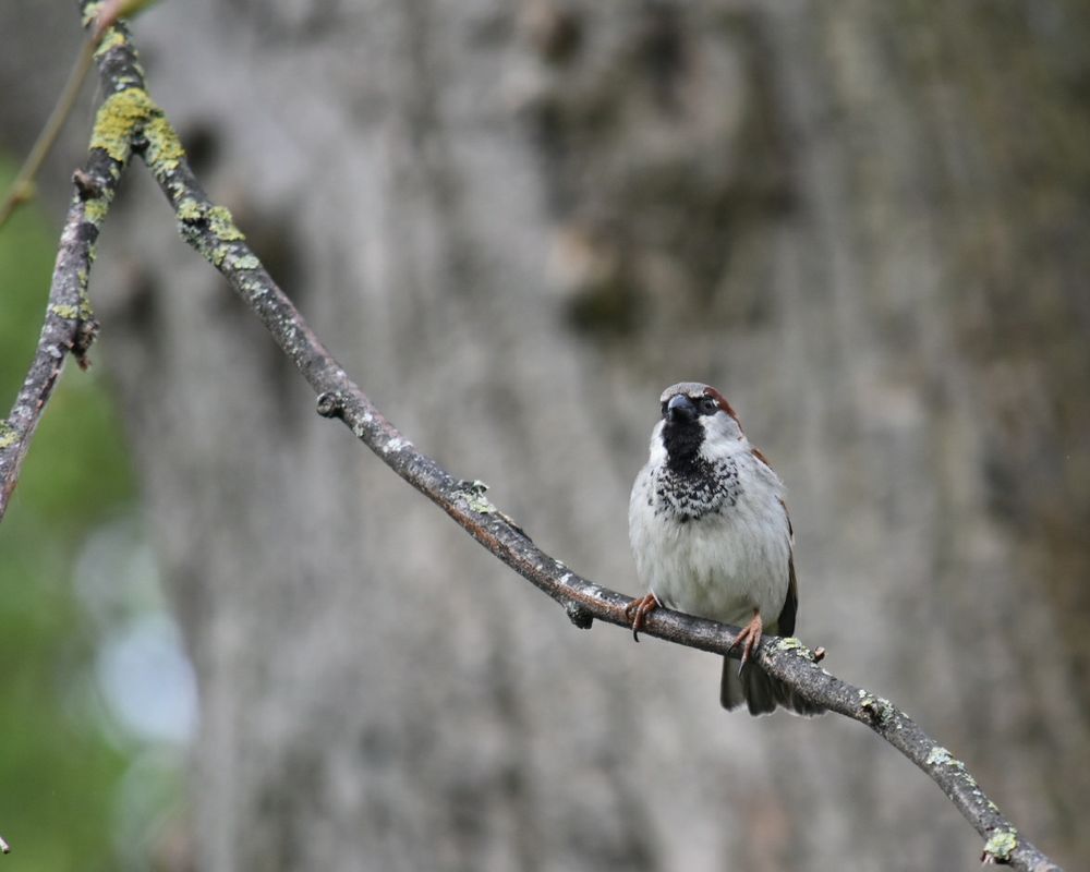 A sparrow on a twig