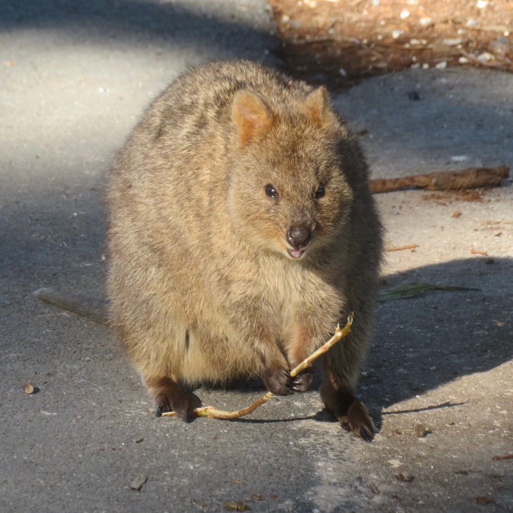 Quokka holding a stick