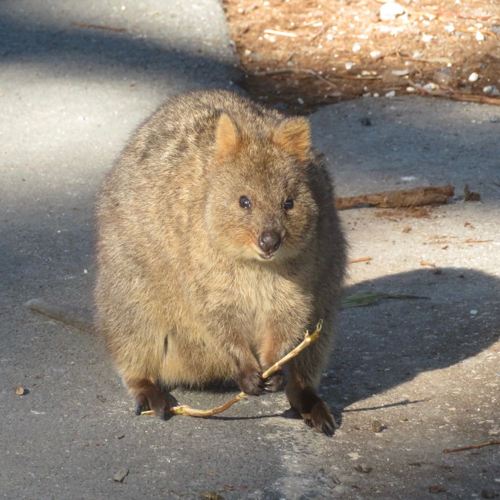 Quokka holding a stick