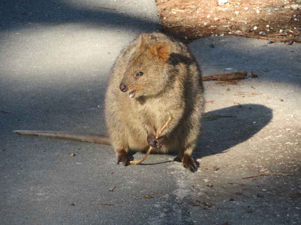 Quokka holding a stick and opening their mouth