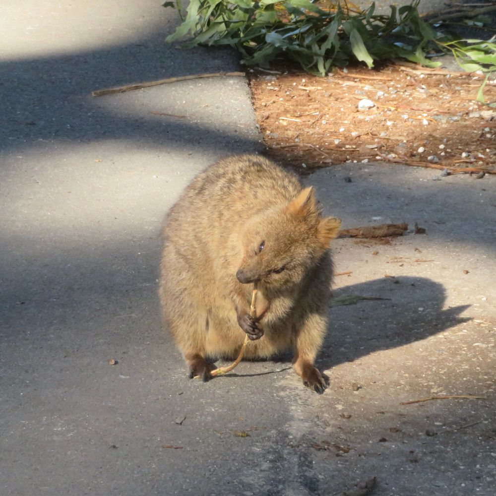 Quokka biting a stick