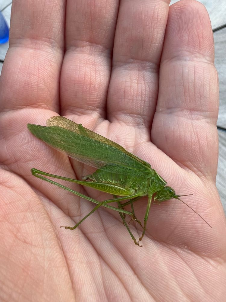 A photo of a dying grasshopper in my palm