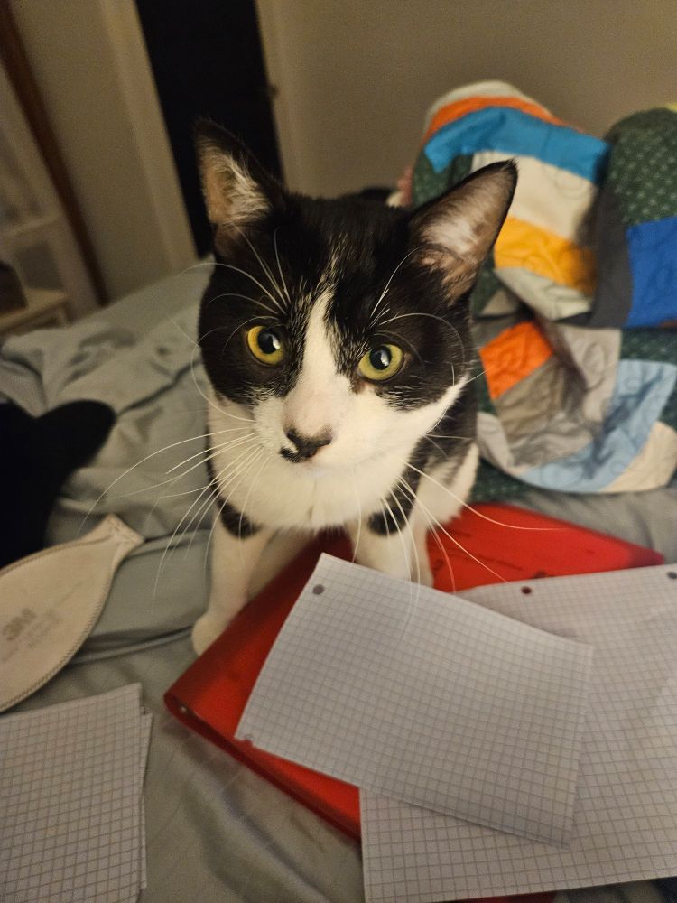A tuxedo cat looking at the camera, surrounded by neatly cut up and folded papers. 
