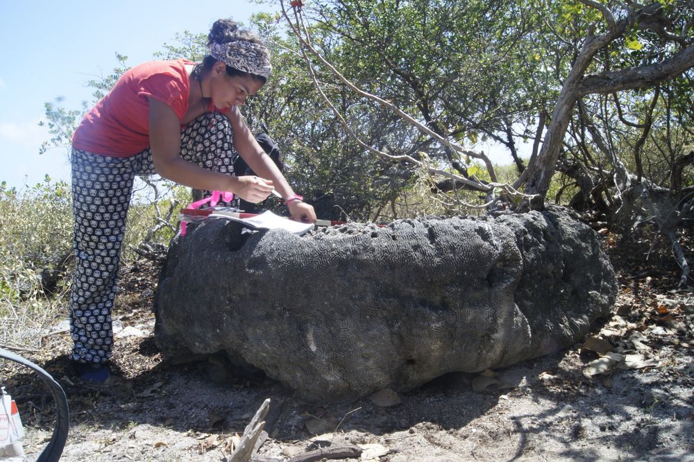 A person looks at a coral boulder.