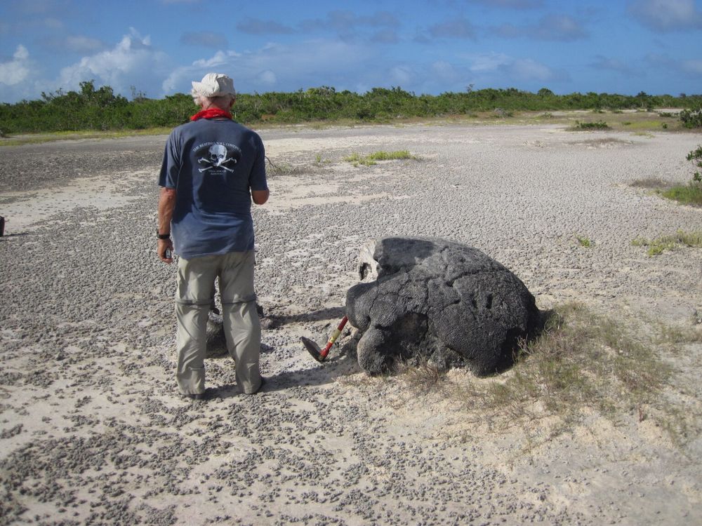 A person stands next to the skeletal remains of a coral boulder.