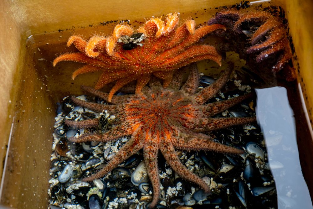 Sunflower stars