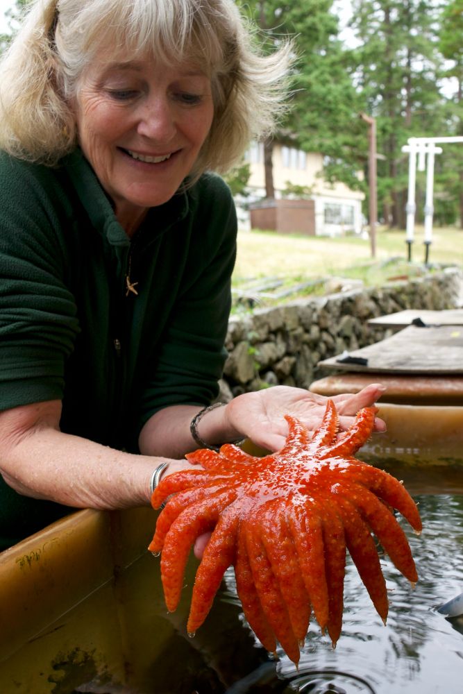 Drew Harvell holds a sunflower star