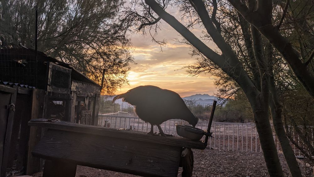 A silhouette of a black chicken perched on a weathered wooden bench in a rural desert farmyard, pecking at a metal bowl during sunrise. The scene is framed by bare tree branches, with a wooden coop and wire fencing on the left, and distant mountains visible against an orange-pink sky.