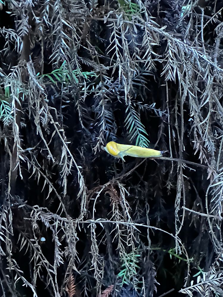 A very yellow banana slug perched on a redwood twig 