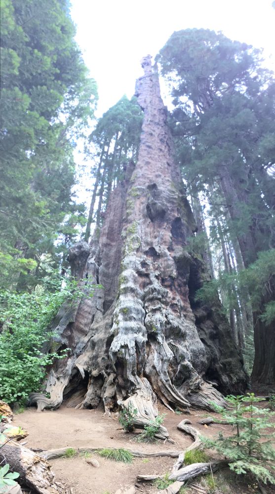 A view up from the base of a very large giant sequoia. 