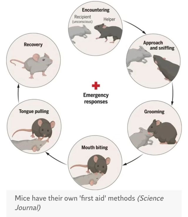 An infographic showing various prosocial 'first aid' methods mice explore or engage in when finding an unconscious mouse. These include grooming, tongue biting, and tongue pulling.