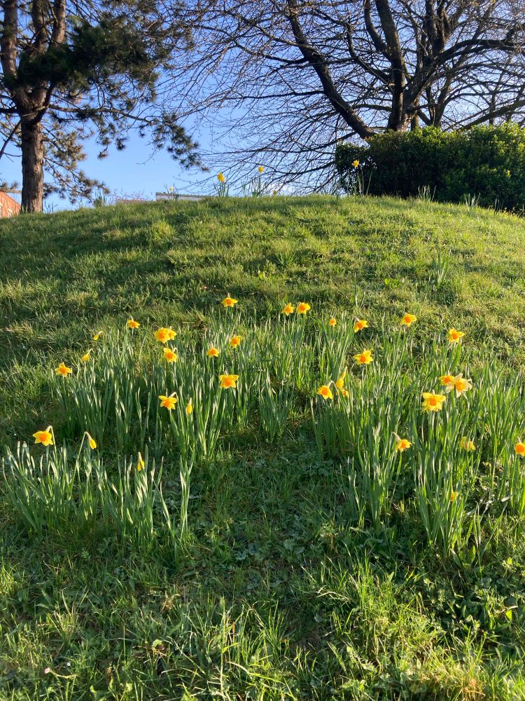 Crocuses growing in Oxford under a blue sky.