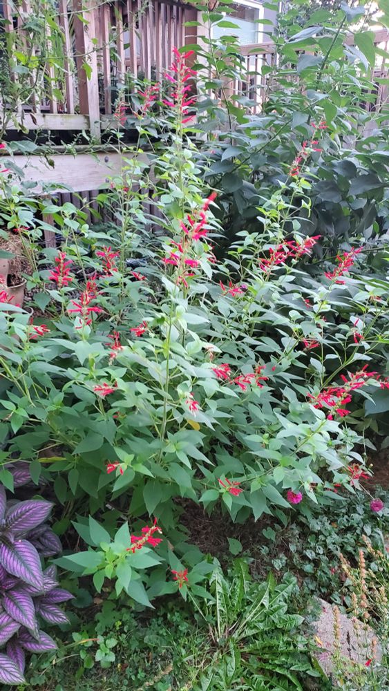 A tall pineapple sage