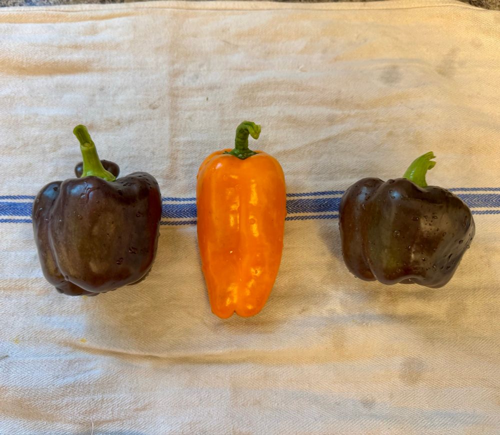 A picture of three peppers on a white towel - two are purple and one is orange. 