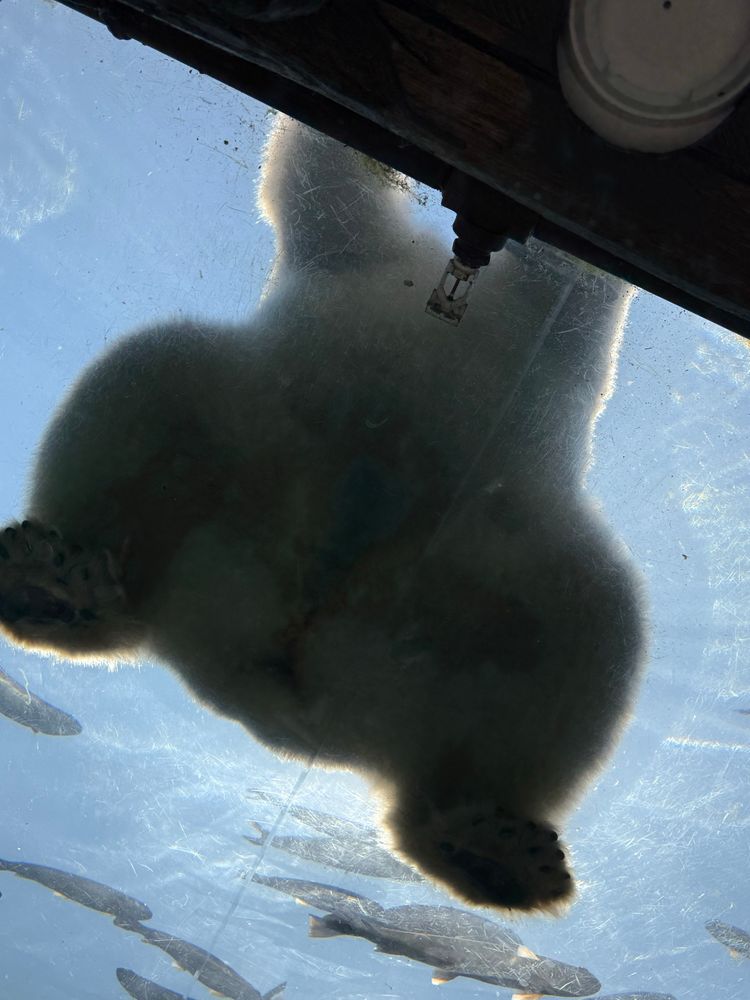 The underside of a polar bear. 