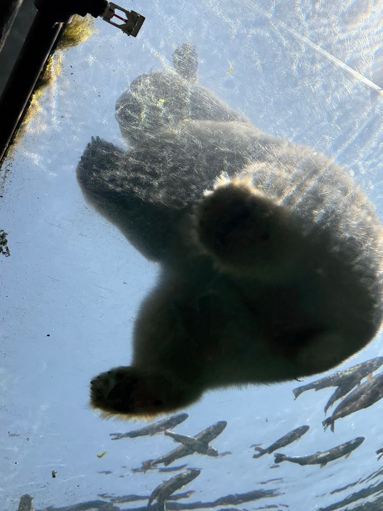 The underside of a polar bear at the zoo. 