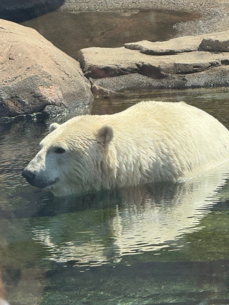 A polar bear relaxing in a zoo’s pool. 