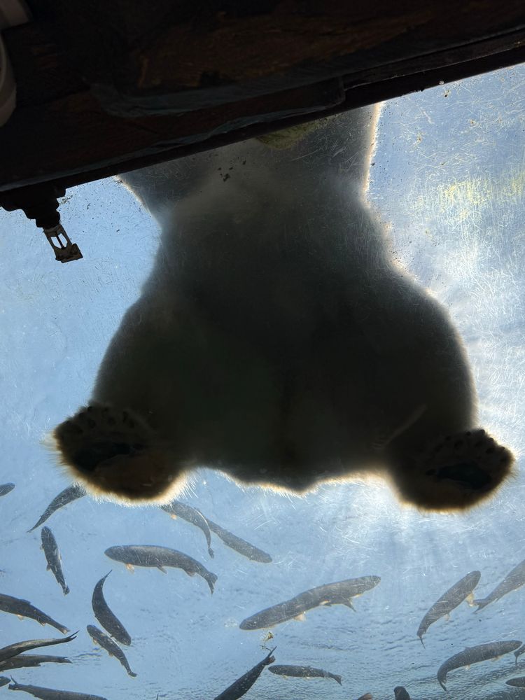 The underside of a polar bear. 
