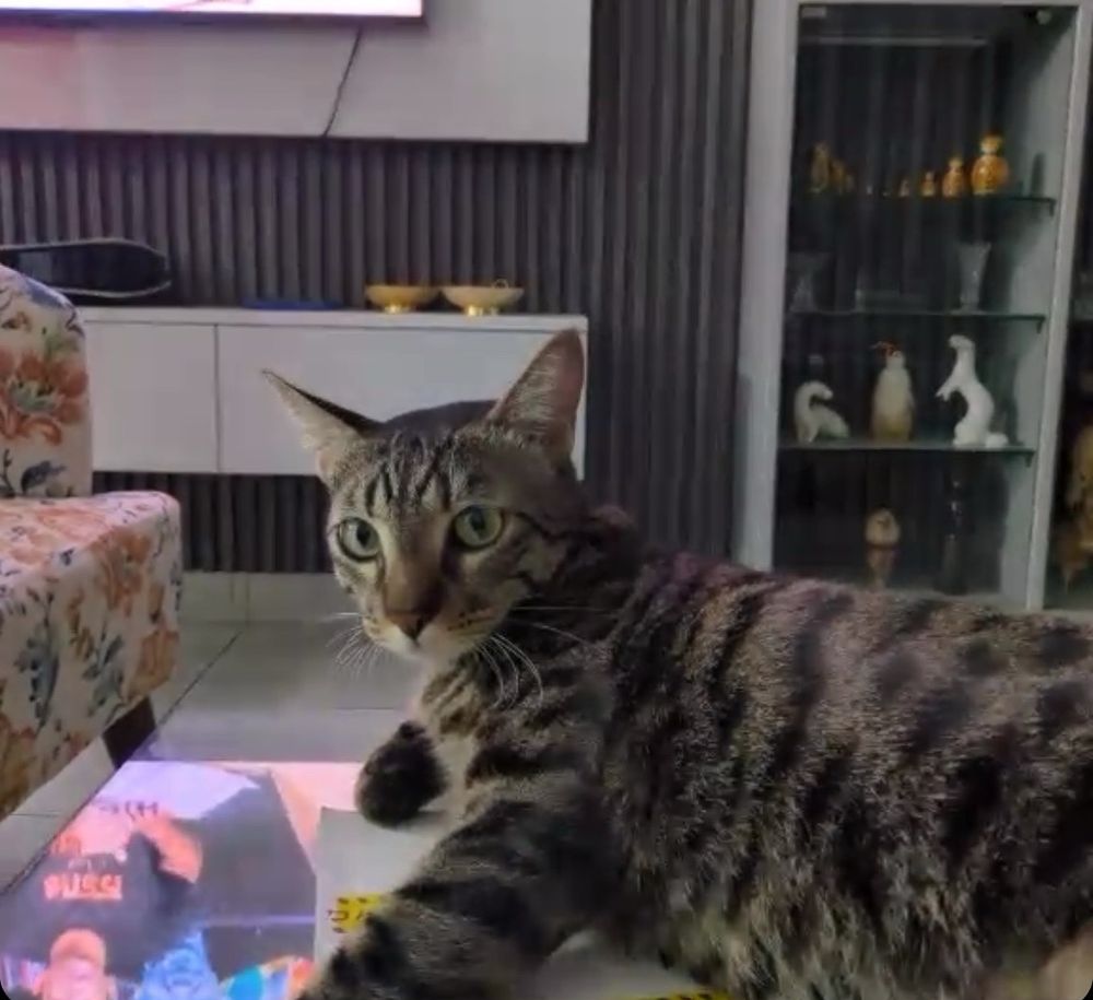 photo of a cat gearing up to punch somebody