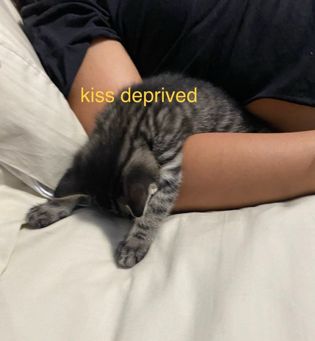 A kitten asleep on someone’s arm completely boneless. With the words kiss deprived.