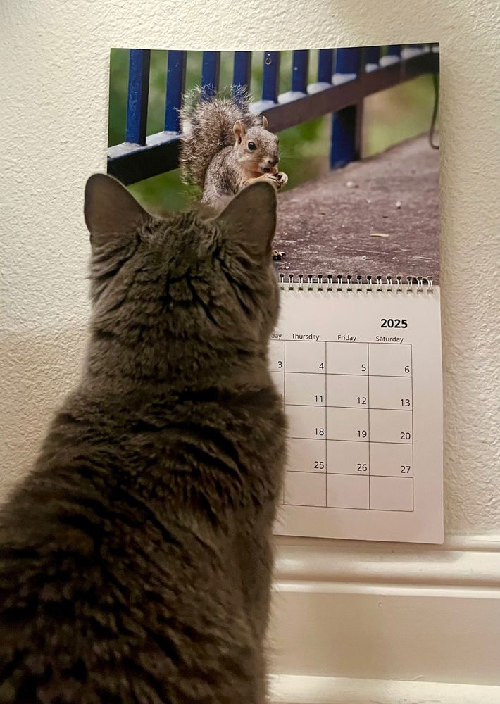 goofy gray cat is in love with photos of squirrels, so she sits and stares