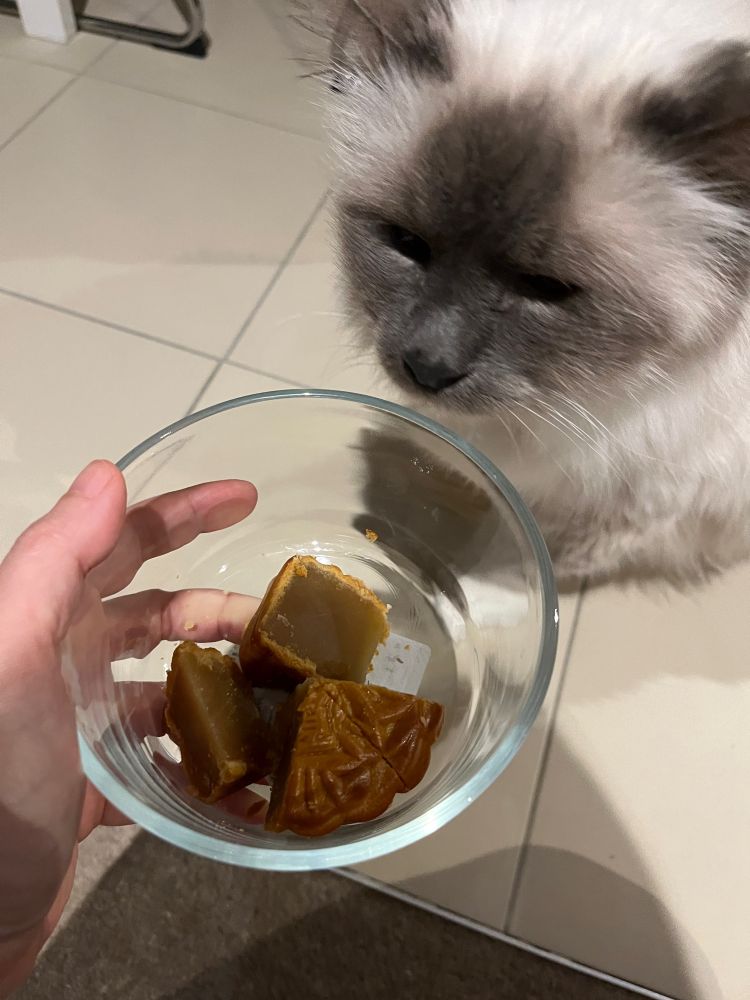 Cat watching slices of mooncake without getting to eat any.