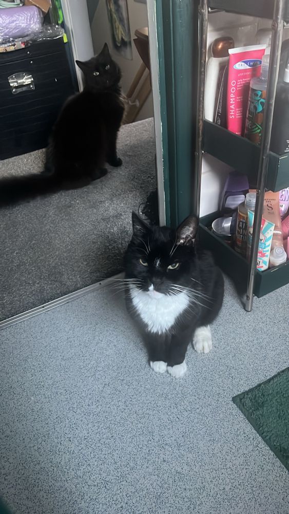 cats known as vamps and misfit not allowing me alone time ever