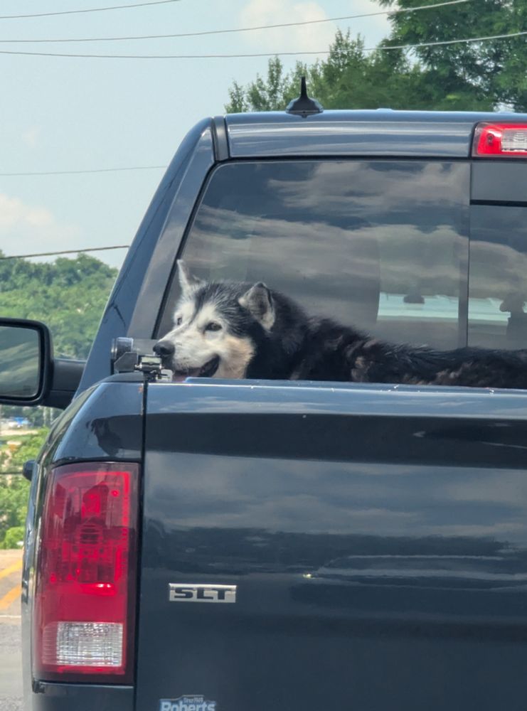 A dog in the back of a truck. They have no control or know where they are going but it's better than jumping out of the truck.