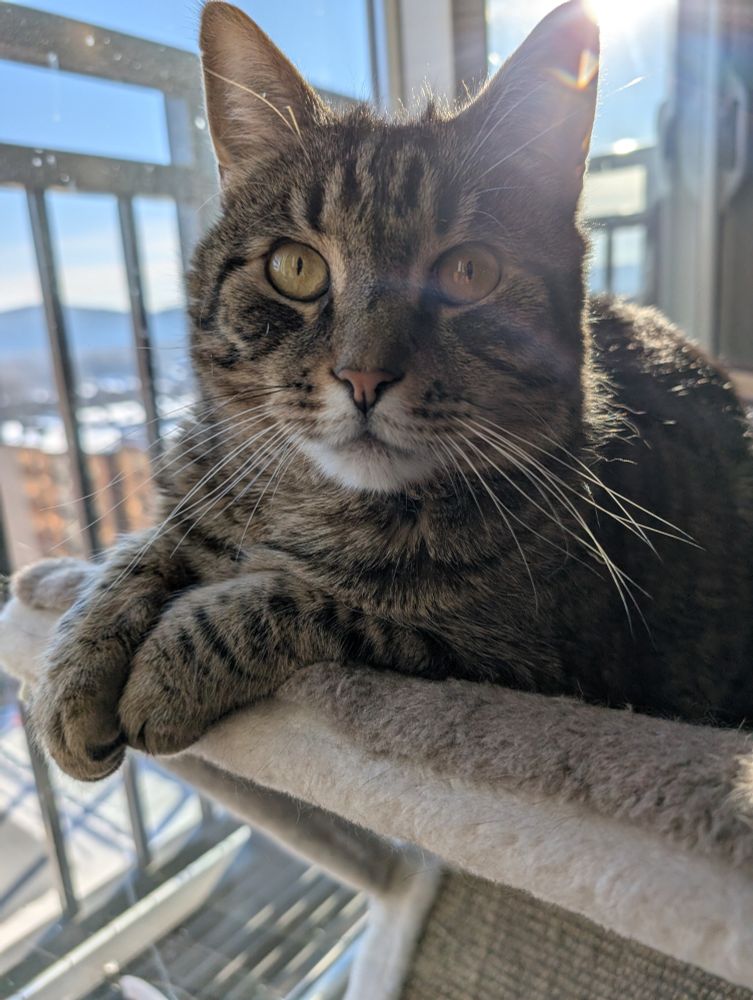 Zorlac, a fuzzy brown tabby cat, sitting majestically.