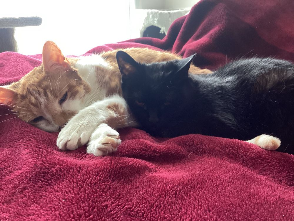 Punkin and Bhaji resting together, cats
