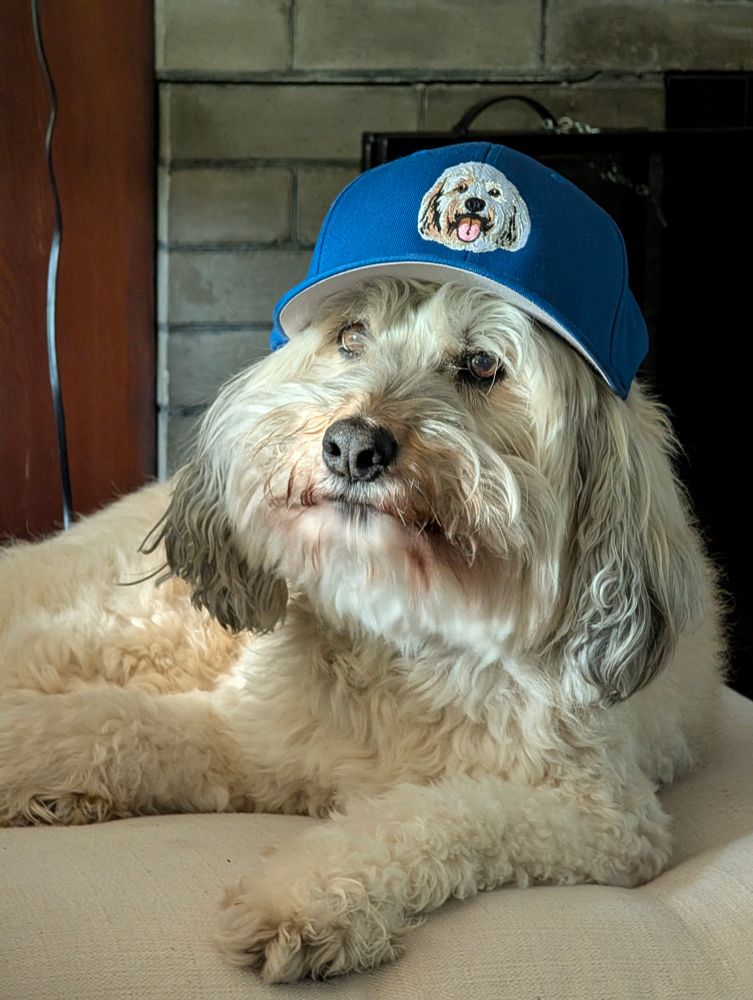 fluffy white dog with a blue hat bearing his own fluffy face