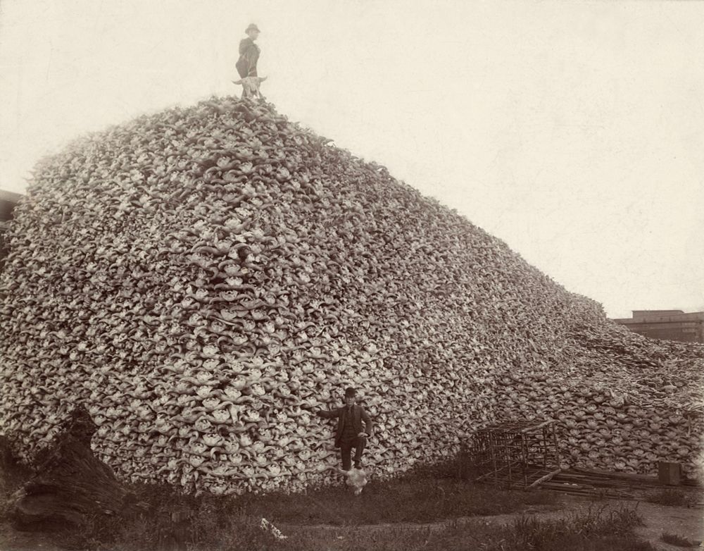 two people pose next top a mountain of buffalo skulls that will killed as part of of an attempted genocide on Indigenous people. 