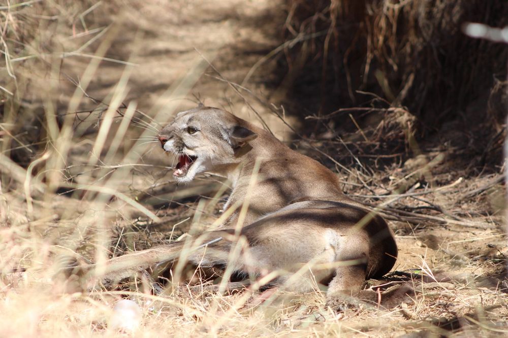 mountain lion hissing