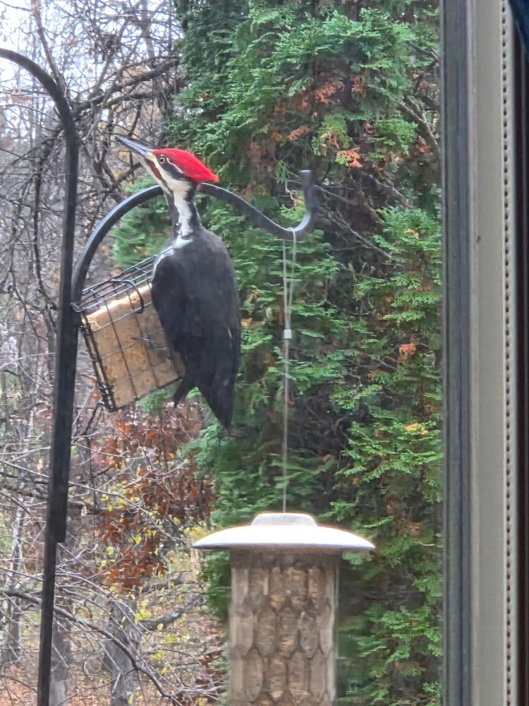 A gigantic pleated woodpecker perched on a suet block above a birdfeeder. the woodpecker is stretching it's neck straight up and is peering at the camera with a tiny yellow eye. Its body is mostly black, with white accents on its neck and face and with a majestic red mohawk