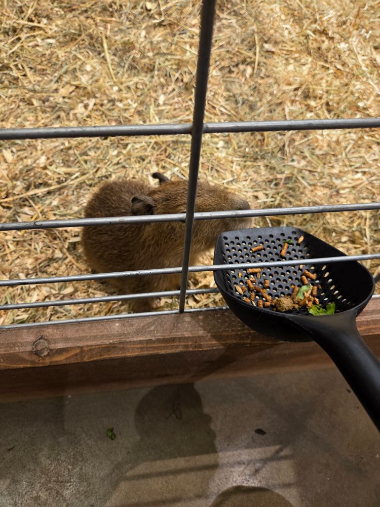 a tiny capybara the size of one of my small dogs eating from a scoop full of veggies and pellets
