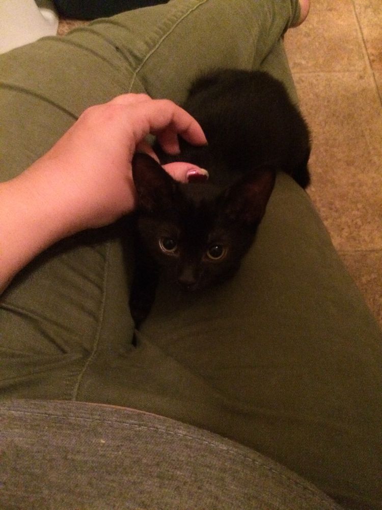 A black kitten in my lap