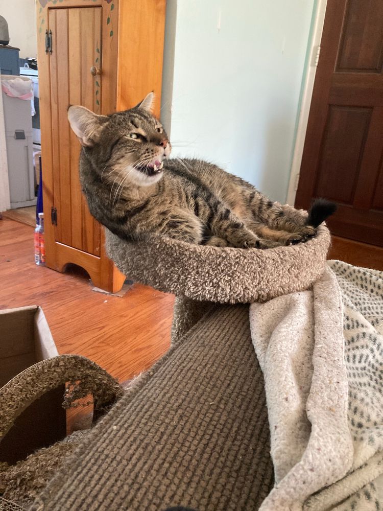 A very grown-up and beautiful brown tabby cat mid-sneeze looking like a doofus