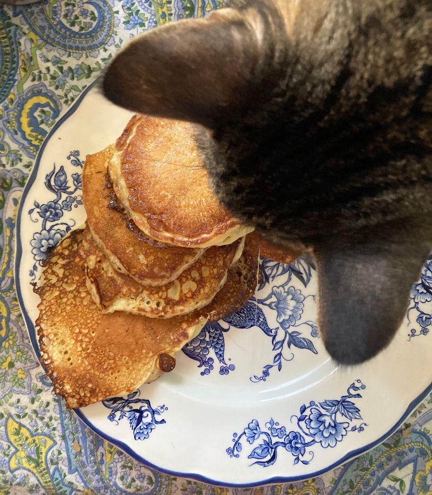 The top of the fuzzy head of a brown tabby cat popping into the frame and interrupting a perfectly good photo of some fluffy pancakes on a blue and white plate
