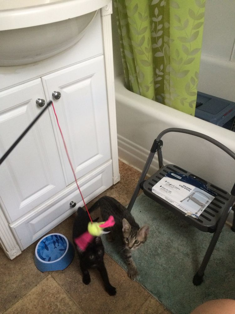 A black kitten and a brown tabby kitten chasing a blurry pink and green toy on a string