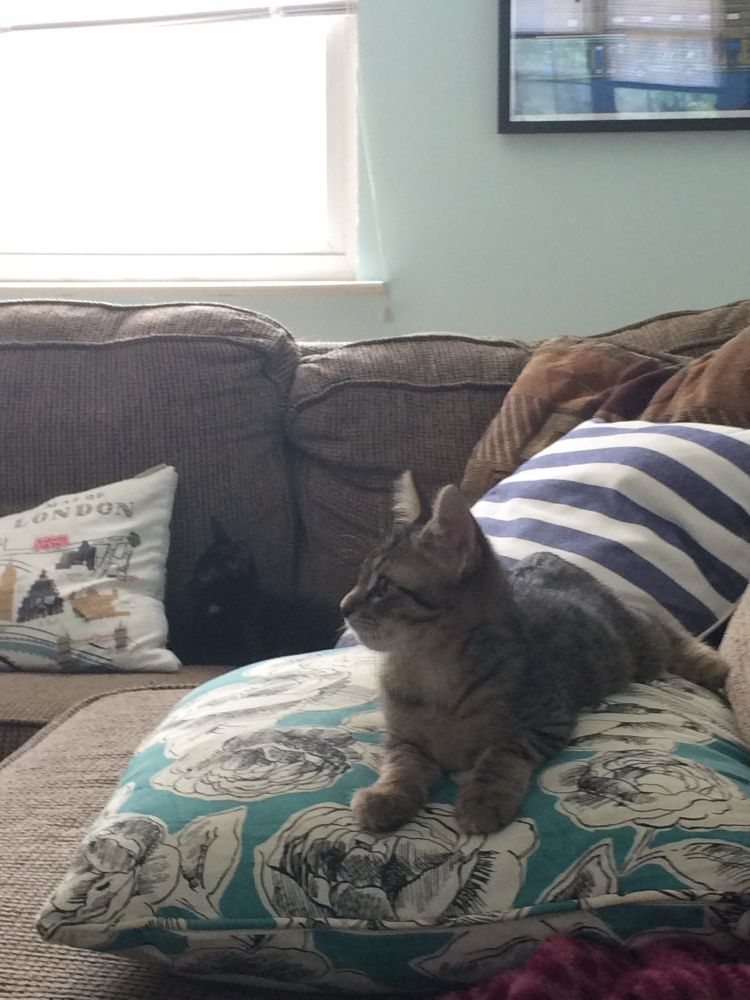 The same kittens but on a couch covered with pillows