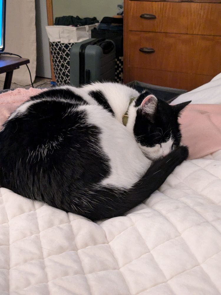 My cow cat Rona. We're trying to get organized and she's sleeping. Bc of course she is 😅