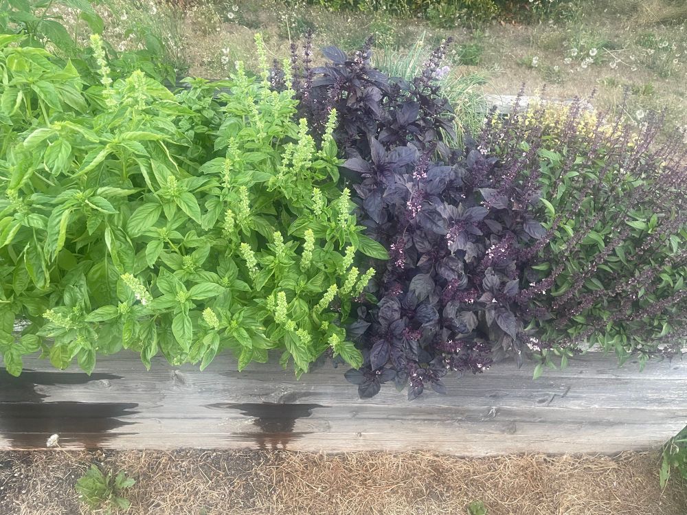 3 basil plants, one genovese one purple and one Thai all with ridiculous blooms on them