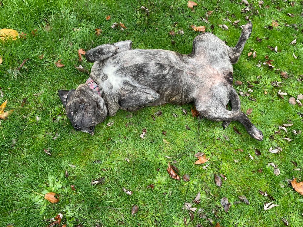 Agatha, a brindle coated English mastiff, sprawled out on the grass on her back so her belly is exposed