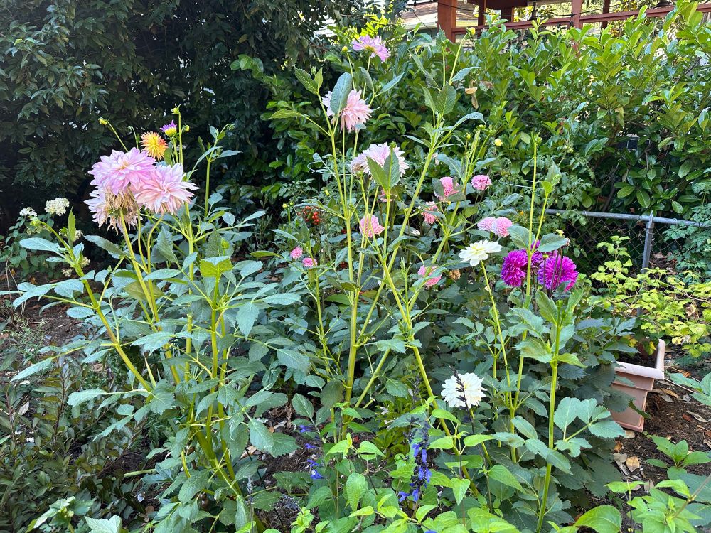 Garden with a variety of dahlias blooming (pink, purple, white and yellow) as well as ripened cherry tomatoes and salvia in bloom. 