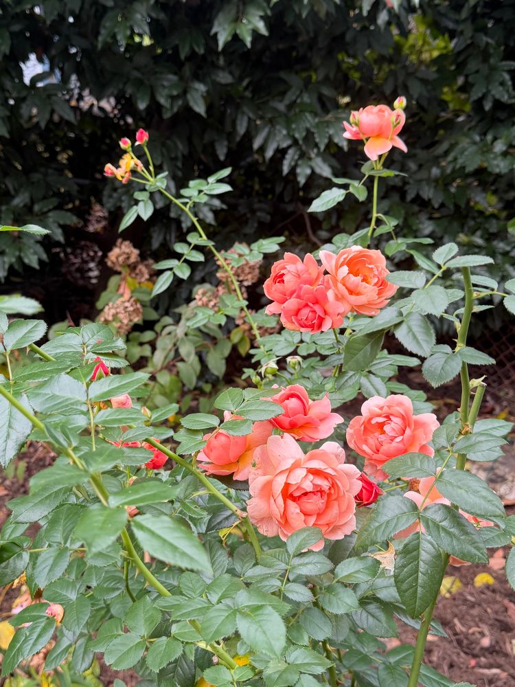 Orange roses blooming. (Variety is named “At Last.”)