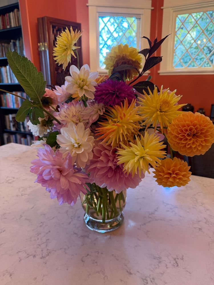 Bouquet of dahlias in pinks, oranges, yellows, and some purples and whites. The bouquet is in a clear vase on a white quartz table; the room is painted orange and some bookshelves and a folded wood  screen are in the background. 
